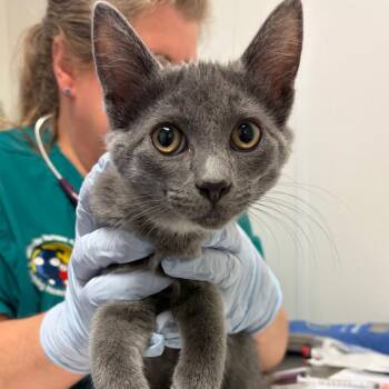 Mancha -  Domestic Short Hair Cat for Adoption in Nashville, Tennessee - Mancha | PetCurious