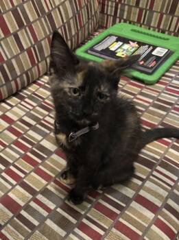 Mandy -  Tortoiseshell Cat for Adoption in Macomb, Michigan - Mandy | PetCurious