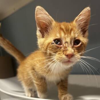 Sunny D -  Domestic Short Hair Cat for Adoption in Chattanooga, Tennessee - Sunny D | PetCurious