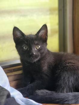 Susie -  Domestic Short Hair Cat for Adoption in New Washoe City, Nevada - Susie | PetCurious