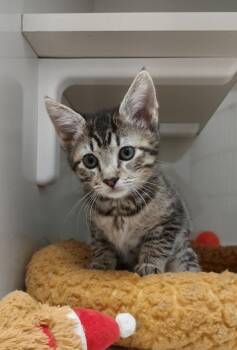 Domestic Short Hair Cats Available for Adoption in Corpus Christi, Texas - Fiddle | PetCurious