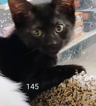 Achilles -  Domestic Short Hair Cat for Adoption in Williamsburg, Virginia - Achilles | PetCurious