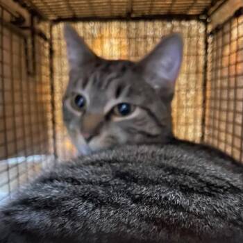 Barnaby -  Domestic Short Hair Cat for Adoption in Des Moines, Iowa - Barnaby | PetCurious