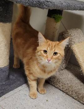 Meatloaf -  Domestic Medium Hair Cat for Adoption in Sandusky, Ohio - Meatloaf | PetCurious