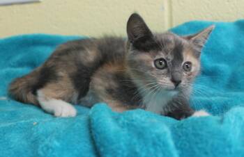 Avery - 44008 -  Domestic Short Hair Cat for Adoption in Prattville, Alabama - Avery - 44008 | PetCurious