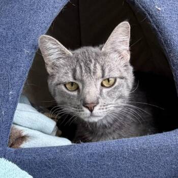 French Toast -  Domestic Short Hair Cat for Adoption in State College, Pennsylvania - French Toast | PetCurious