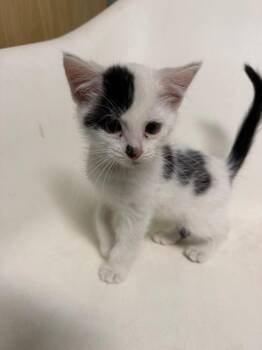 Pedro -  Domestic Short Hair Cat for Adoption in Amery, Wisconsin - Pedro | PetCurious