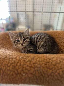 Loto -  Domestic Short Hair Cat for Adoption in Mcpherson, Kansas - Loto | PetCurious