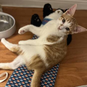Biscuit - Chino Hills Location -  Domestic Short Hair Cat for Adoption in Chino Hills, California - Biscuit - Chino Hills Location | PetCurious