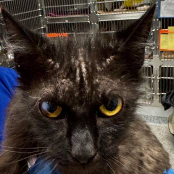 Maple -  Domestic Short Hair Cat for Adoption in Greenville, South Carolina - Maple | PetCurious