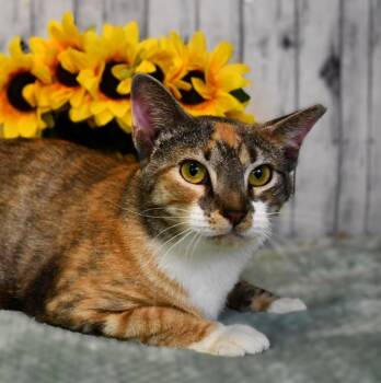 Sally -  Domestic Short Hair Cat for Adoption in Roanoke, Texas - Sally | PetCurious