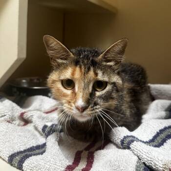 Chica -  Domestic Short Hair Cat for Adoption in Murray, Utah - Chica | PetCurious