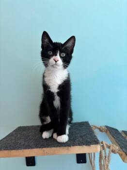 Cookie -  Tuxedo and Domestic Short Hair Cat for Adoption in Garner, North Carolina - Cookie | PetCurious