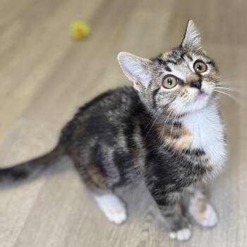 Rescue Domestic Short Hair Cats for Adoption in Asheville, North Carolina - Scarlett | PetCurious