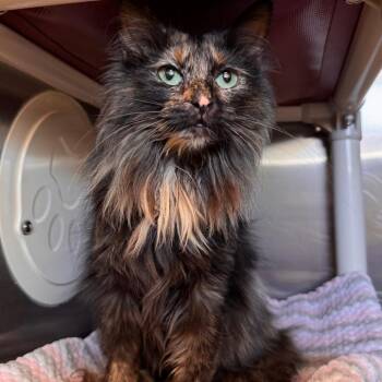Domestic Long Hair Cats Available for Adoption in Lynchburg, Virginia - Milly | PetCurious