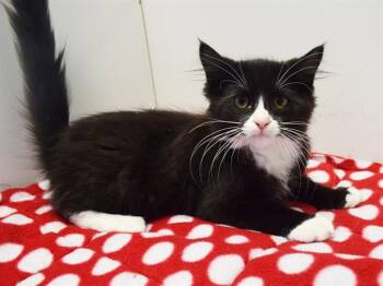 PRATT -  Domestic Medium Hair Cat for Adoption in Sacramento, California - PRATT | PetCurious