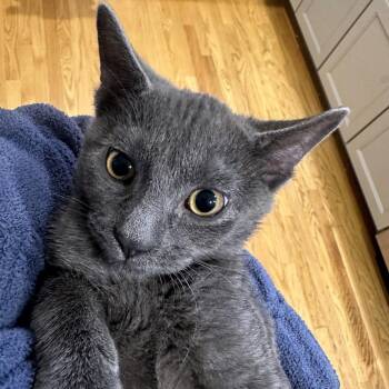 Johnny Owen -  Domestic Short Hair Cat for Adoption in Hopkinton, Massachusetts - Johnny Owen | PetCurious