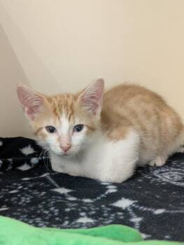 Mordecai -  Domestic Short Hair Cat for Adoption in Little Rock, Arkansas - Mordecai | PetCurious