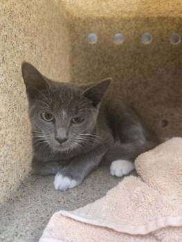 CASS -  Domestic Short Hair Cat for Adoption in Hagerstown, Maryland - CASS | PetCurious