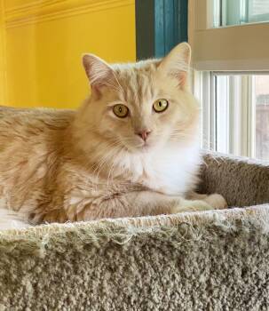 Tabby Cats Available for Adoption - Henry | PetCurious
