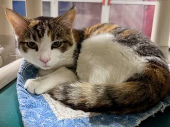 Dilute Calico Cats Available for Adoption in Powell, Ohio - Waverleigh | PetCurious