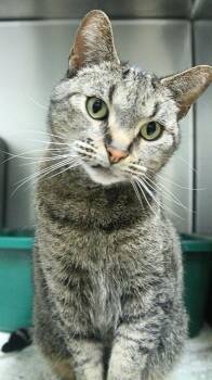Gemma -  Domestic Short Hair Cat Available for Adoption - Gemma | PetCurious