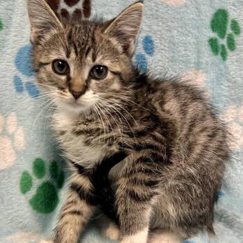 Tommy Oliver -  Domestic Short Hair Cat Available for Adoption in Saint Joseph, Missouri - Tommy Oliver | PetCurious
