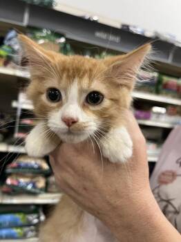 Dinklemire -  Domestic Short Hair Cat for Adoption in Virginia Beach, Virginia - Dinklemire | PetCurious