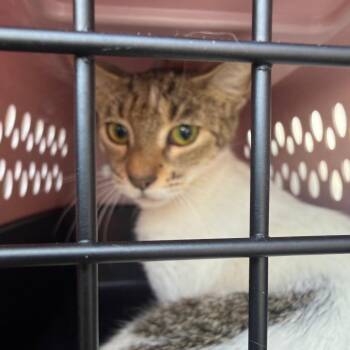 Lennon 15 -  Domestic Short Hair Cat for Adoption in Philadelphia, Pennsylvania - Lennon 15 | PetCurious