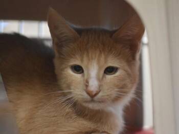 Agate -  Domestic Short Hair Cat for Adoption in Portland, Oregon - Agate | PetCurious
