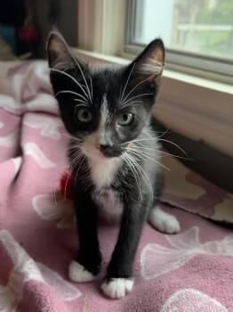Butch -  Domestic Short Hair Cat for Adoption in Little Rock, Arkansas - Butch | PetCurious