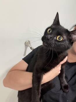 Rescue Domestic Short Hair and Bombay Cats for Adoption in Kennebunk, Maine - JELLY | PetCurious