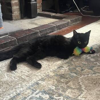 Puma -  Domestic Medium Hair Cat for Adoption in Gibsonia, Pennsylvania - Puma | PetCurious