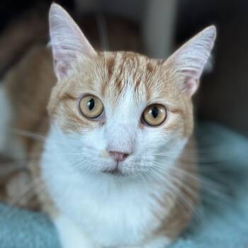 Hotdog -  Domestic Short Hair Cat for Adoption in Matteson, Illinois - Hotdog | PetCurious