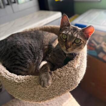 Kiri -  Domestic Short Hair Cat for Adoption in Tampa, Florida - Kiri | PetCurious