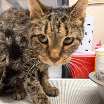 Lady -  Domestic Short Hair Cat for Adoption in Morganton, North Carolina - Lady | PetCurious