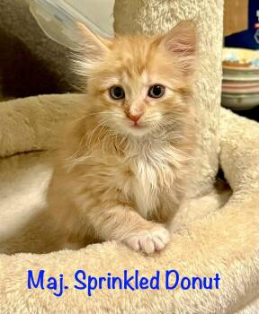 Maj Sprinkled Donut -  Domestic Medium Hair Cat for Adoption in Reston, Virginia - Maj Sprinkled Donut | PetCurious