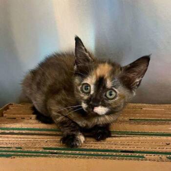 Tiva -  Domestic Short Hair Cat for Adoption in Walnut Creek, California - Tiva | PetCurious