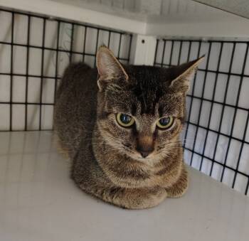 Rescue Domestic Short Hair Cats for Adoption in Trenton, New Jersey - Strawberry Shortcake | PetCurious