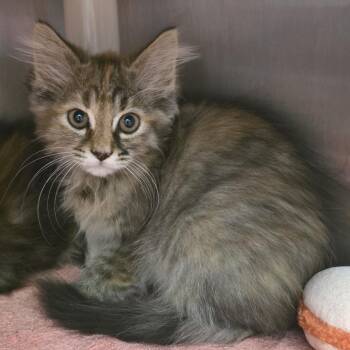 Nibbler -  Domestic Short Hair Cat for Adoption in Fort Wayne, Indiana - Nibbler | PetCurious