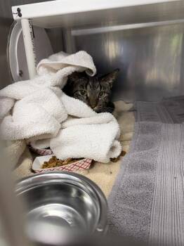 BOOGIE -  Domestic Short Hair Cat for Adoption in Omaha, Nebraska - BOOGIE | PetCurious