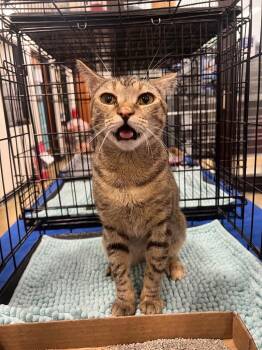 Georgie -  Domestic Short Hair Cat for Adoption in Augusta, Georgia - Georgie | PetCurious