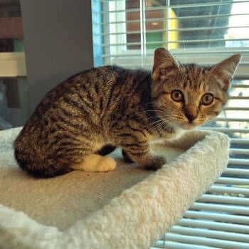 Rescue Domestic Short Hair Cats for Adoption in Los Angeles, California - Penny | PetCurious
