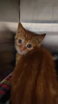 Rescue Domestic Short Hair Cats for Adoption in New Kensington, Pennsylvania - Rooster | PetCurious