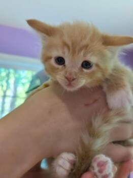 Domestic Short Hair Cats Available for Adoption in Cambridge, Maryland - Firefly | PetCurious