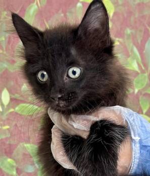 MEOW -  Domestic Short Hair Cat for Adoption in San Antonio, Texas - MEOW | PetCurious