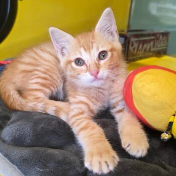 Little Orange Man -  Domestic Short Hair Cat for Adoption in Abilene, Texas - Little Orange Man | PetCurious