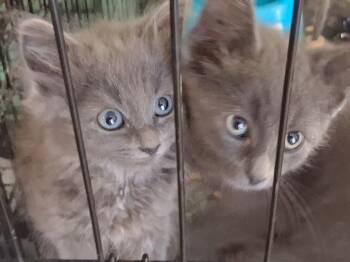 Stormy -  Domestic Medium Hair Cat for Adoption in Mcconnelsville, Ohio - Stormy | PetCurious
