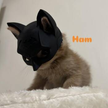 Domestic Short Hair Cats Available for Adoption in Lynchburg, Virginia - Ham | PetCurious
