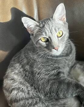 Kylo -  Domestic Short Hair Cat for Adoption in Seal Beach, California - Kylo | PetCurious